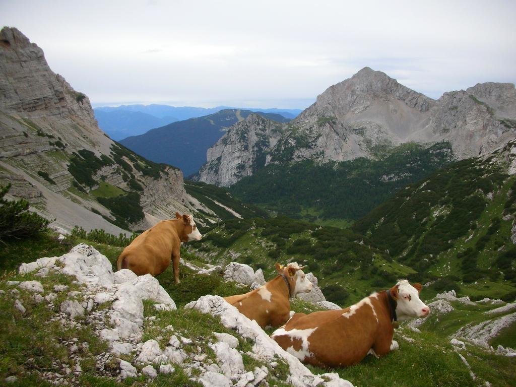 Alpotel Dolomiten Molveno Exterior photo